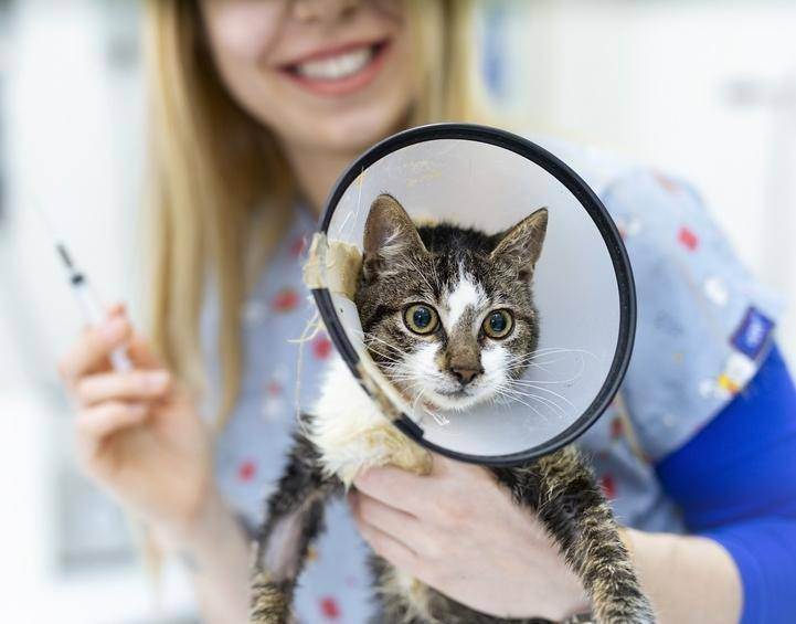 Прививка для кошек: зачем нужна прививка и как часто должна проводиться вакцинация кошек
