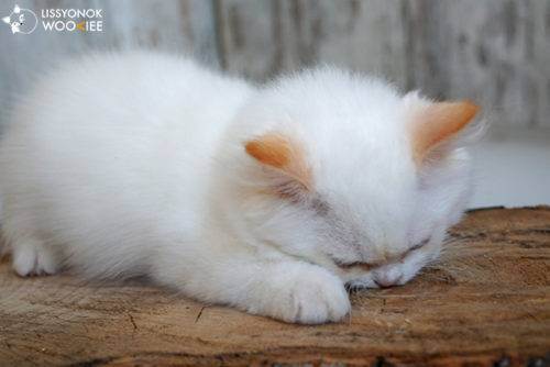 Кошка после родов - ветеринарная клиника vetstate
