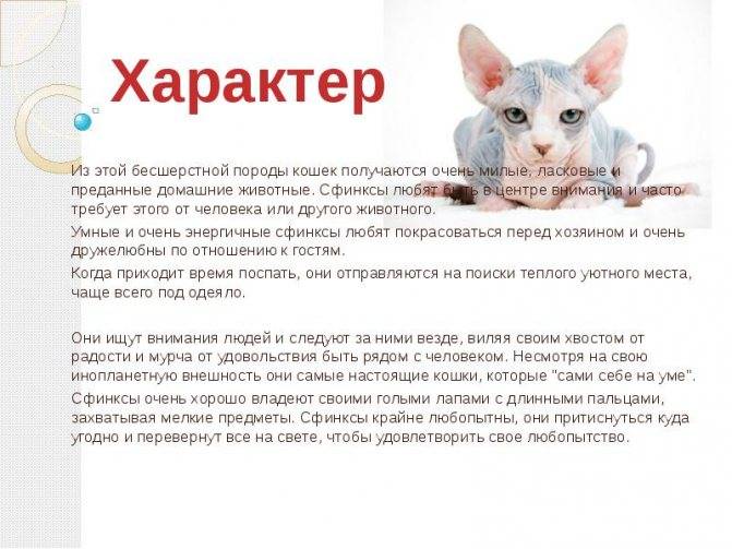 Донской сфинкс: фото и описание представителей породы, характер кошки, уход и содержание