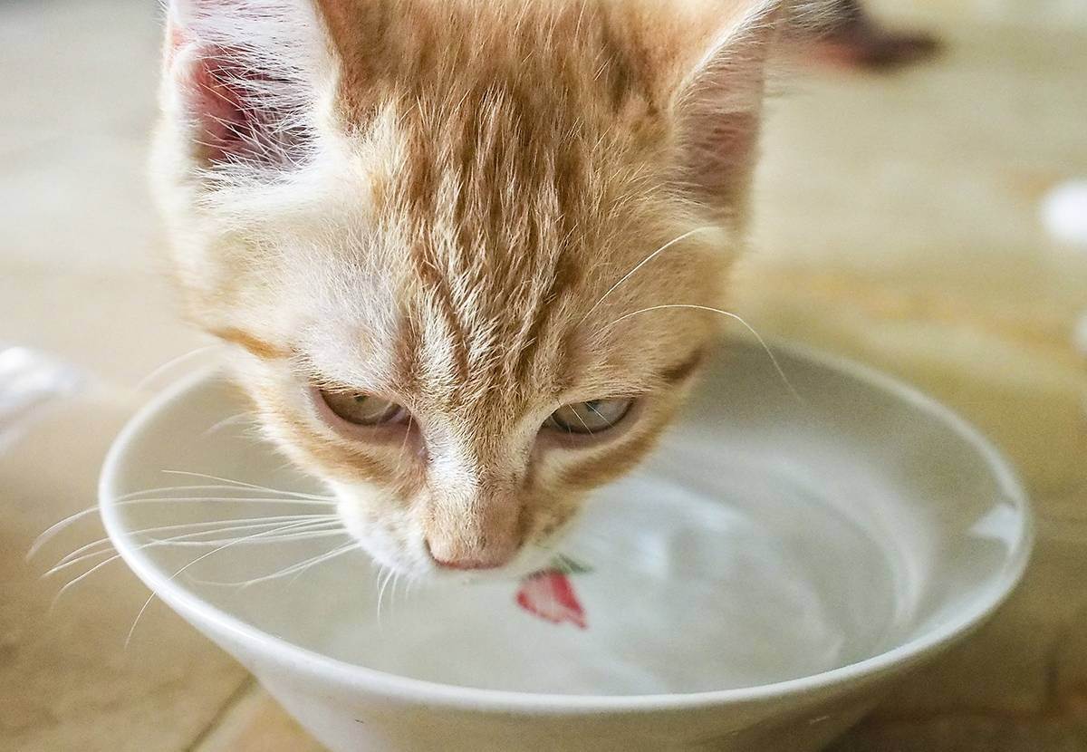 Котенок не пьет воду: что делать, как приучить, причины