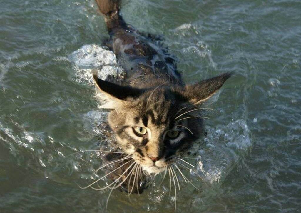 Проект «умеет ли кошка плавать? почему кошки и коты так боятся и не любят воды почему собаки умеют плавать а кошки нет.