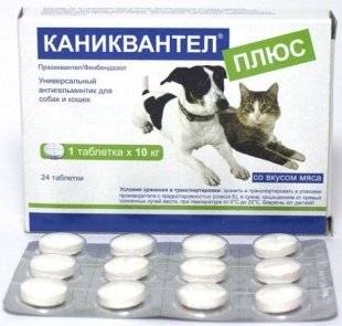 “каниквантел” для кошек: показания, инструкция по применению