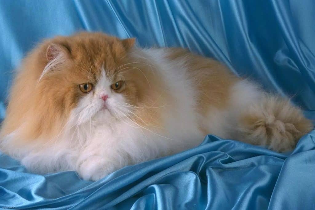 Сколько живут персидские кошки в домашних условиях? | любимый питомец