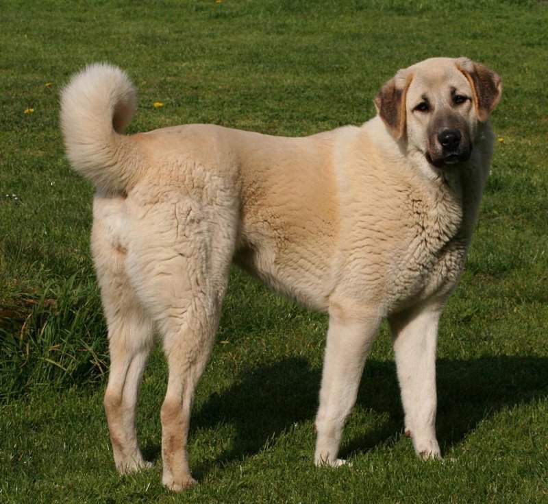 Порода собак анатолийский карабаш: описание и фото :: syl.ru