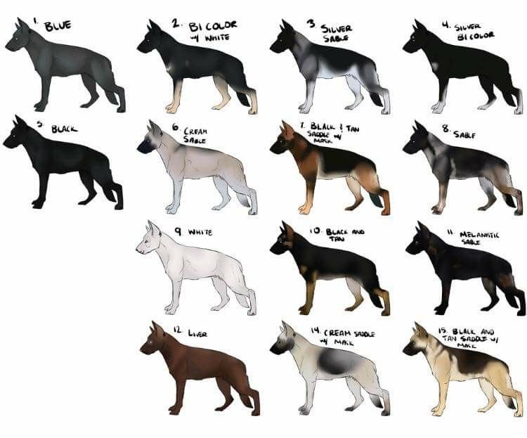 Как определить породу собаки – по внешнему виду, по фото, по щенку