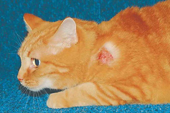 5 причин милиарного дерматита у кошек - симптомы, лечение