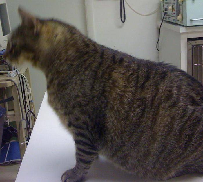 У кошки большой живот по бокам. если у кота большой живот, а сам он худой. что делать, если у кошки вздулся живот