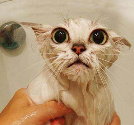 Можно ли мыть британцев. купание котят: как и когда это лучше делать. инструкция по купанию котенка