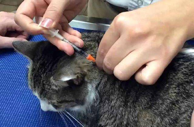 Гемобартонеллез кошек: симптомы, лечение и профилактика