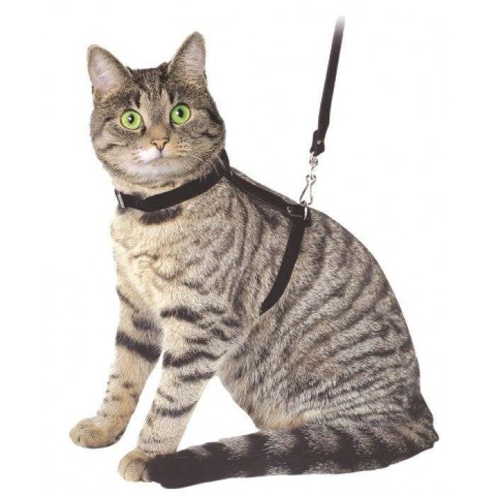 Поводки и шлейки для прогулки с котом или кошкой: особенности выбора, как надеть приспособление на питомца, пошаговая фото инструкция, видео