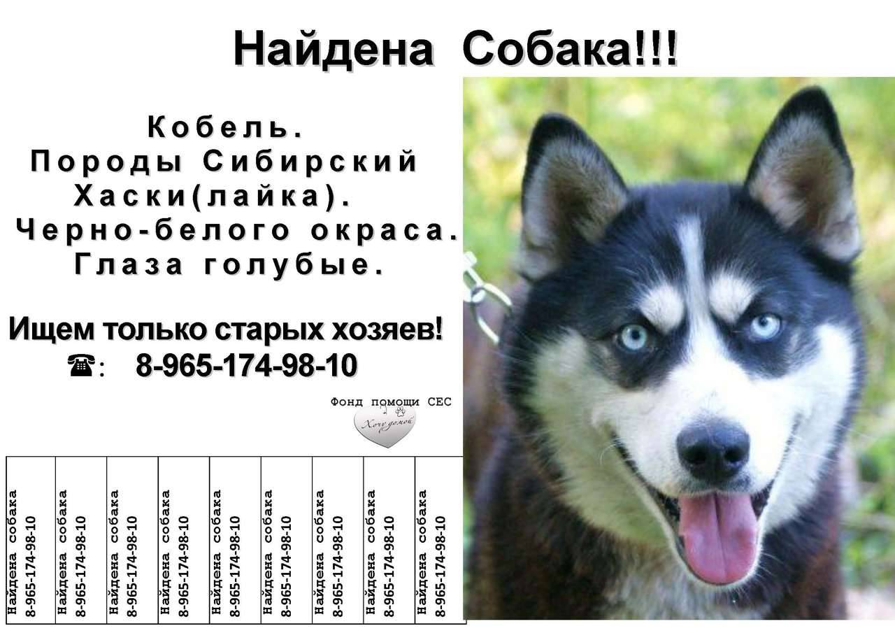Клички для собак хаски: как назвать щенка мальчика или девочку | medeponim.ru