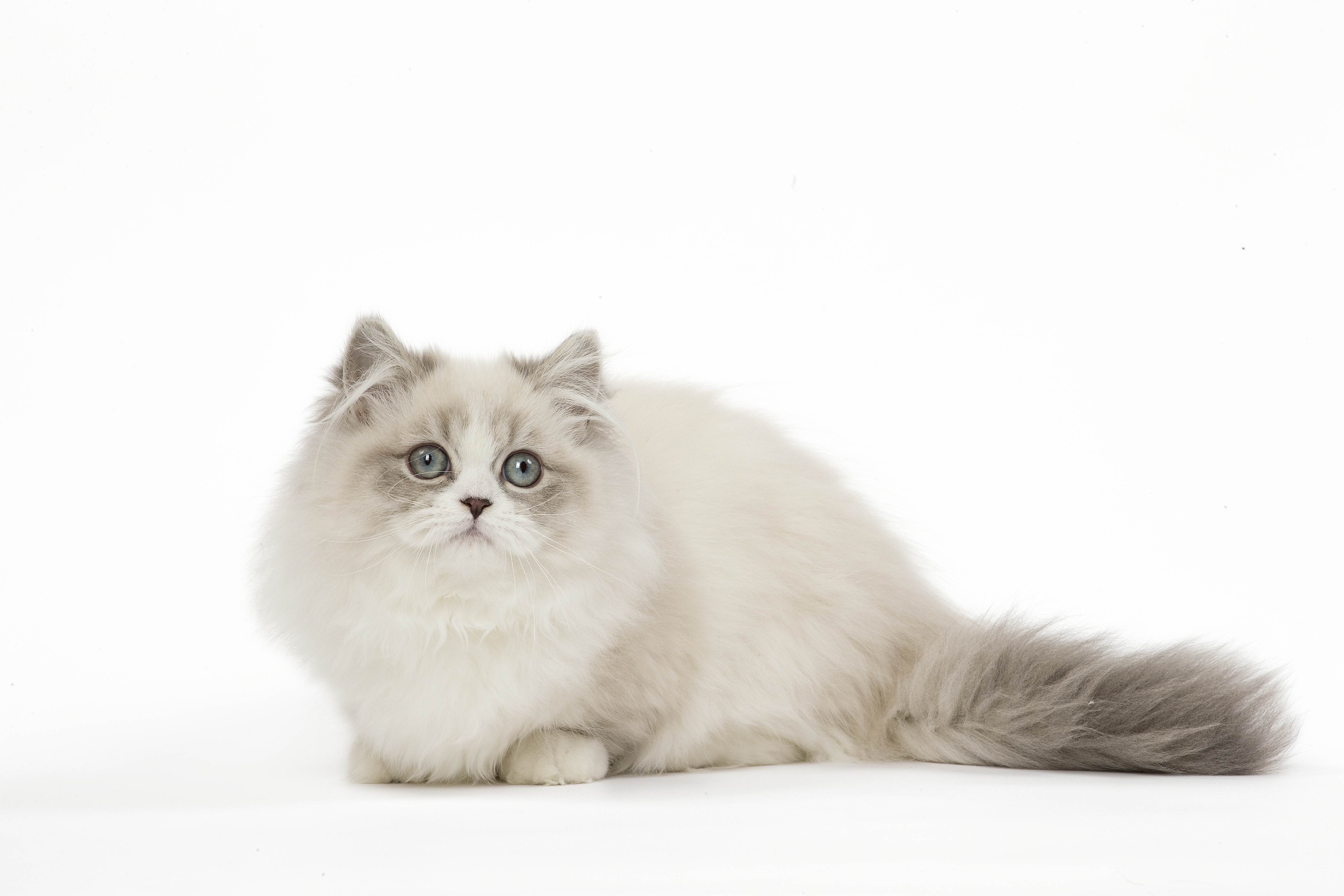 Кошки породы наполеон: описание внешнего вида и характера кота, особенности содержания, советы по выбору котят