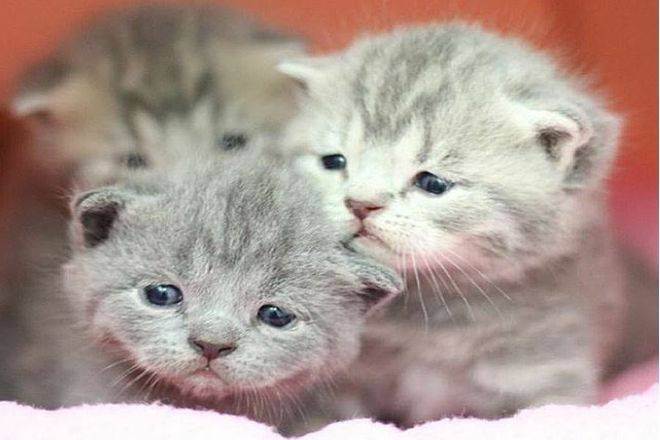 Блохи у кошек: симптомы, диагноз, как избавиться, препараты | 
ветеринарная служба владимирской области