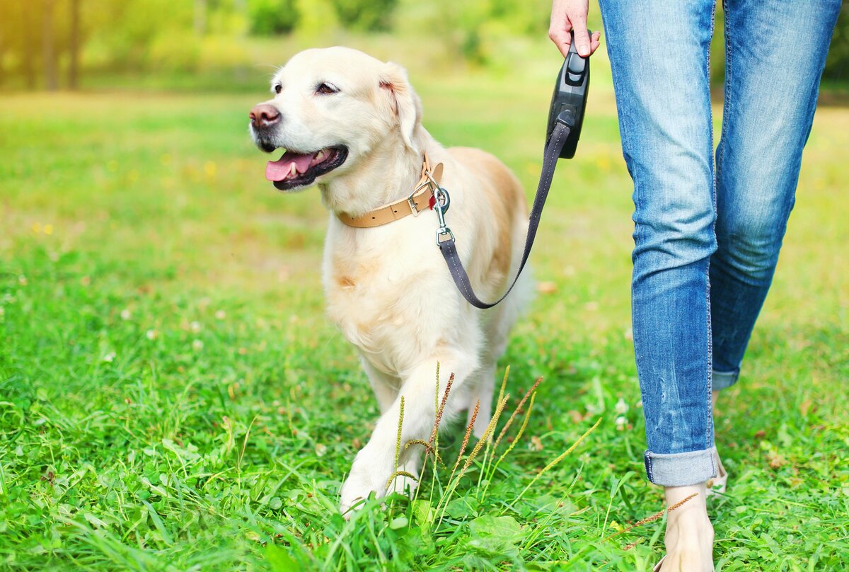 Как самостоятельно и быстро научить собаку не тянуть поводок на прогулке