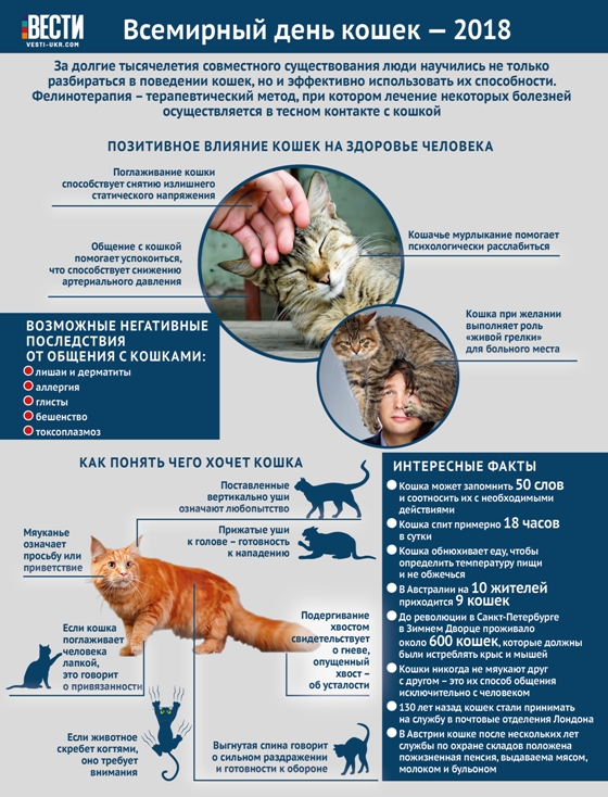 Что любят коты и кошки: интересные факты о питомцах, наблюдение владельцев за поведением взрослых любимцев и котят