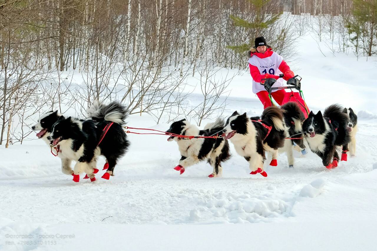 Якутских лайка ездовой спорт