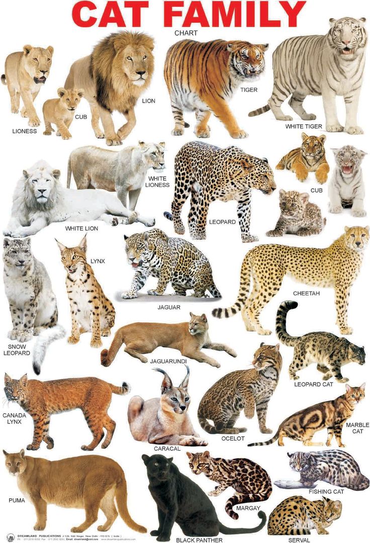 разновидности диких кошек фото