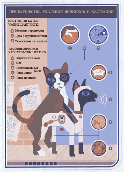 Кот после кастрации: поведение, реабилитация, уход, рекомендации - советы по реабилитации кастрированных котов