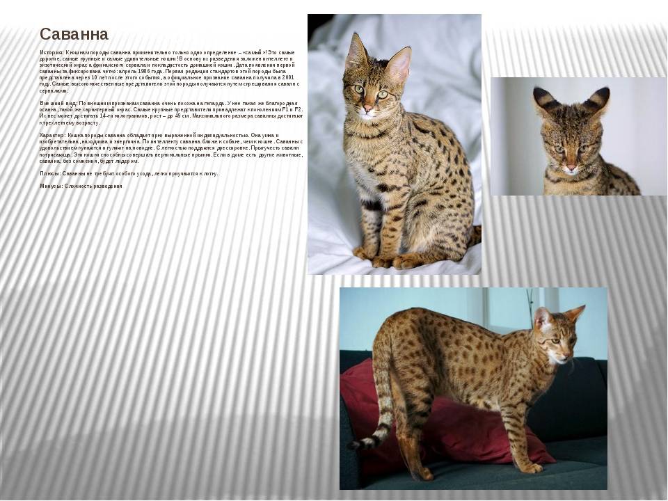 Порода кошек саванна - описание породы, характер, здоровье