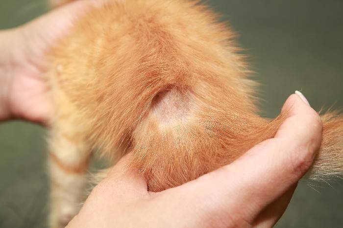 Сальный хвост у кота: лечение и профилактика, причины воспаления сальных желез