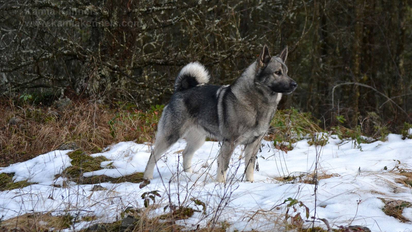 Порода собак норвежский элкхаунд: описание, характер, питание, уход и отзывы