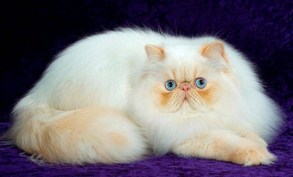 Пушистые кошки: породы, названия и характеристика