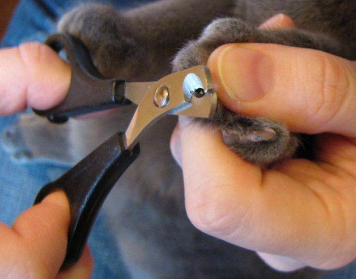 Как подстричь когти кошке: выбираем инструмент и следуем легким шагам