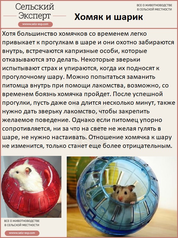 Лучшие наполнители для хомяков на 2022 год