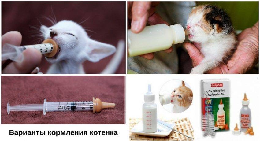 Чем кормить котенка?
