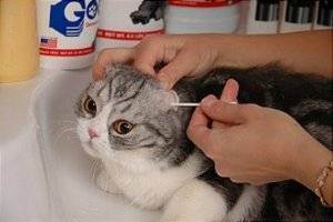 Как безопасно почистить уши кошке