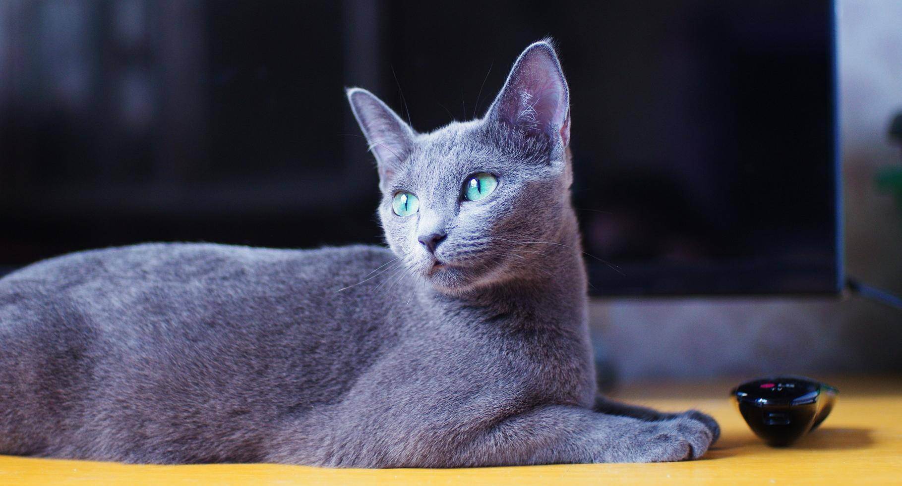Топ 10 лучших пород кошек для квартиры - фото и описание