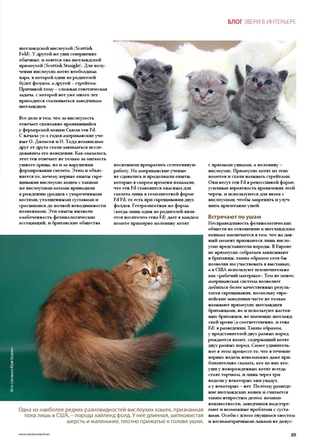 Вязка шотландских кошек-описание беременности и родов