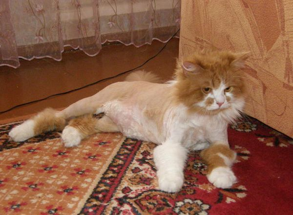 Подстричь кота во сколько месяцев