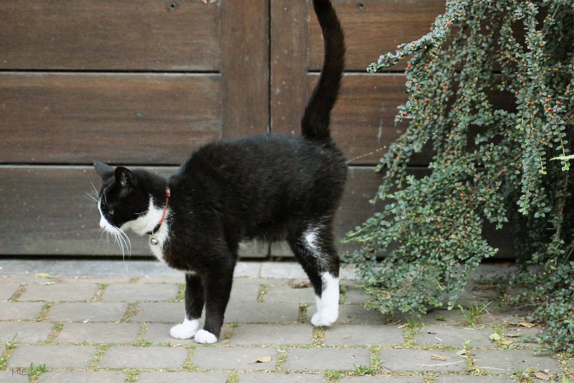 Кошка гуляется каждый месяц. почему молодая кошка начала гулять. домашние питомцы: сколько дней гуляет кошка
