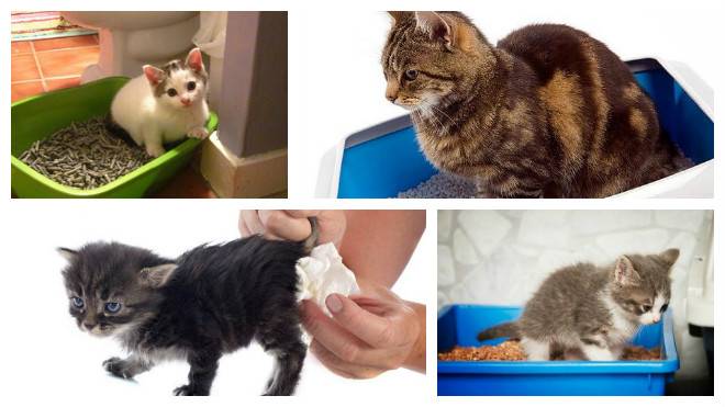 Понос у котенка: чем лечить в домашних условиях, почему бывает жидкий стул?