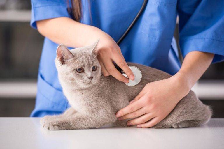 Стресс у кошек: причины, симптомы, лечение
стресс у кошек: причины, симптомы, лечение