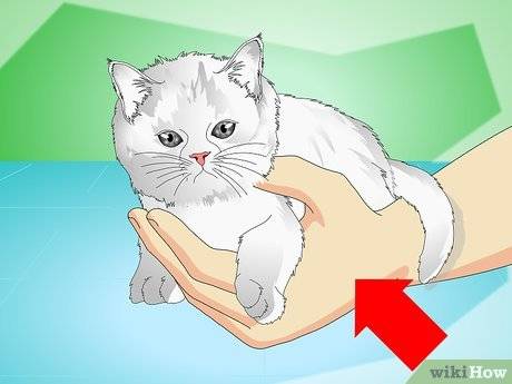 Что делать если котенок тебя боится, как правильно его успокоить