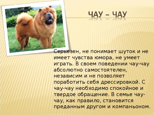 Собаки породы чау-чау (фото): своенравный домашний лев - kot-pes