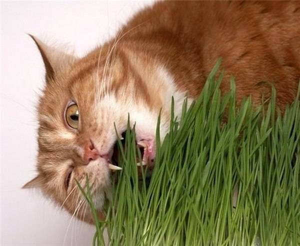 Почему кошка ест цветы?