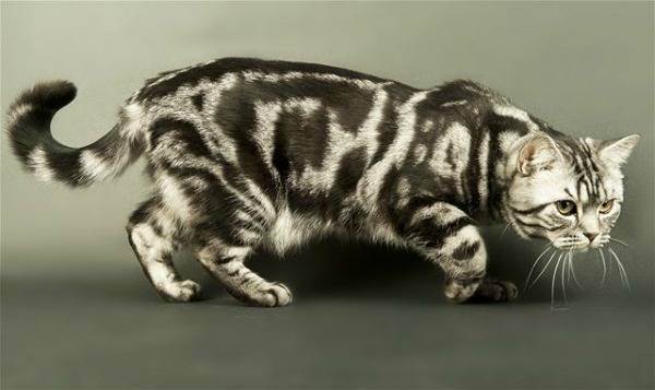 Чем британские котята отличаются от обычных: внешность, черты характера и другие параметры