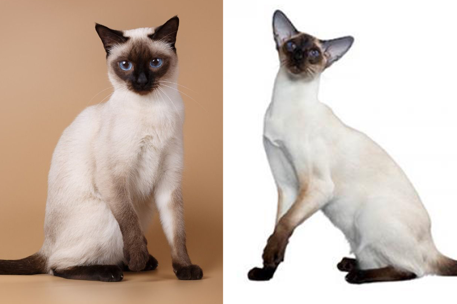Кошки похожие на сиамских: породы, названия, отличительные особенности +видео
