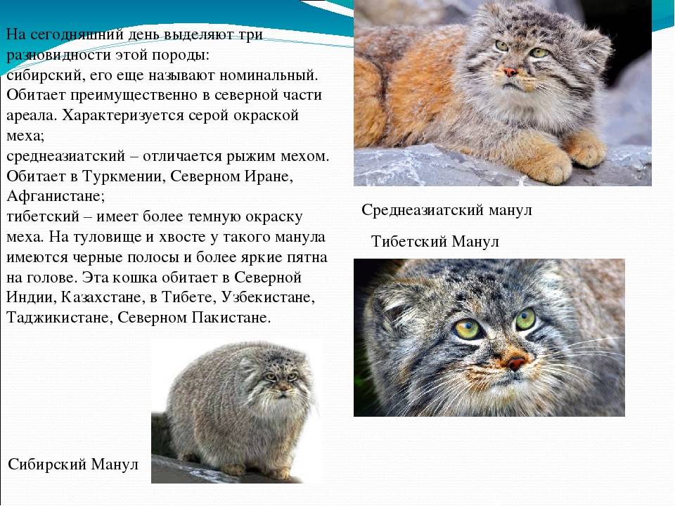 Дикий кот манул: история открытия и особенности вида, фото котёнка и взрослой кошки, ареал обитания и образ жизни