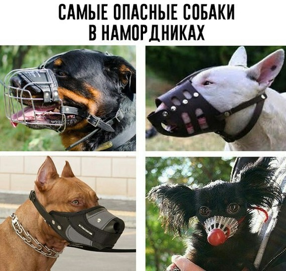 Как приучить собаку к наморднику: типичные ошибки хозяев в этом деле