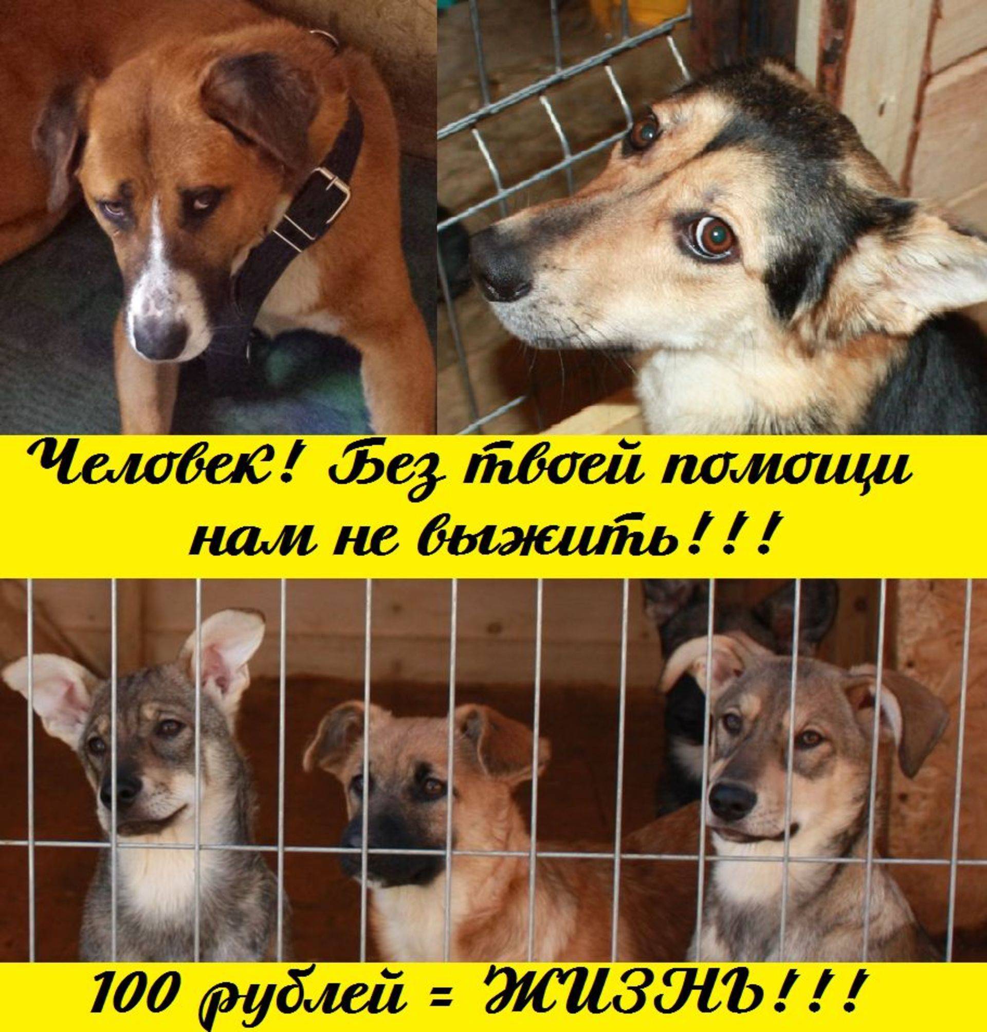 Куда сдать кошку навсегда