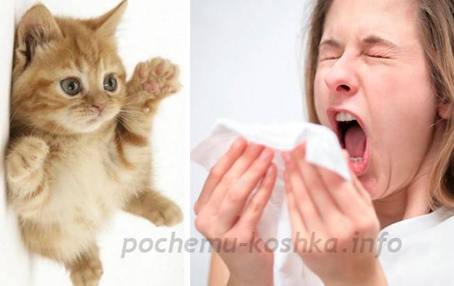 Как избавиться от аллергии на кошек: причины и симптомы