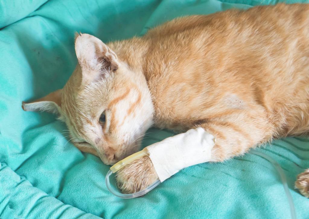 Симптомы и лечение обезвоживания у кота в домашних условиях