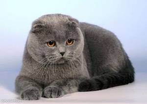 Как ухаживать за глазами котенка шотландца. шотландская вислоухая кошка: характер, описание породы, чем кормить. шотландская вислоухая кошка – характер.