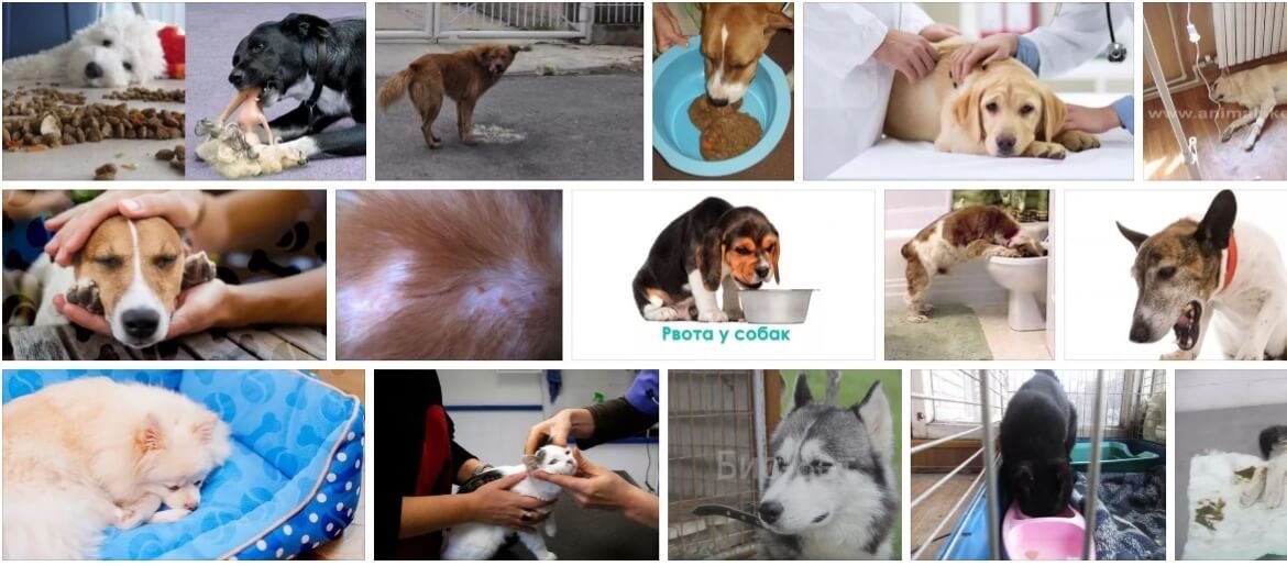 Собаку рвет белой пеной: лечение при рвоте, что делать если вырвало прозрачной слизью и ничего не ест, причины тошноты, почему срыгивает