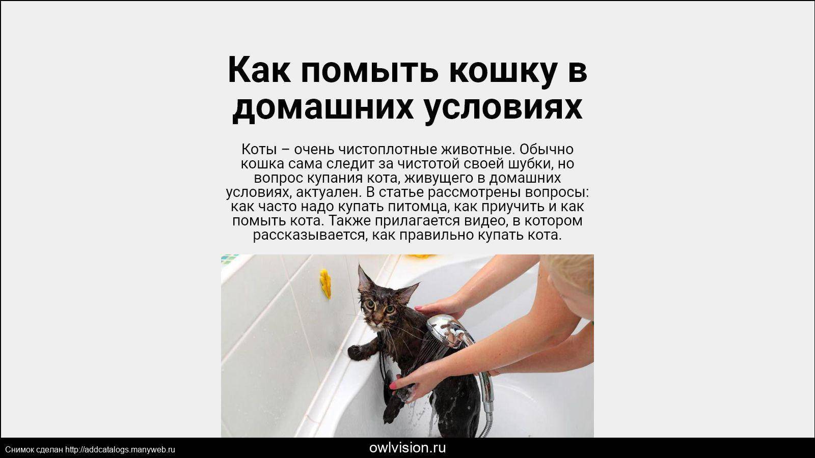 Как правильно купать кошку в домашних условиях которая боится воды