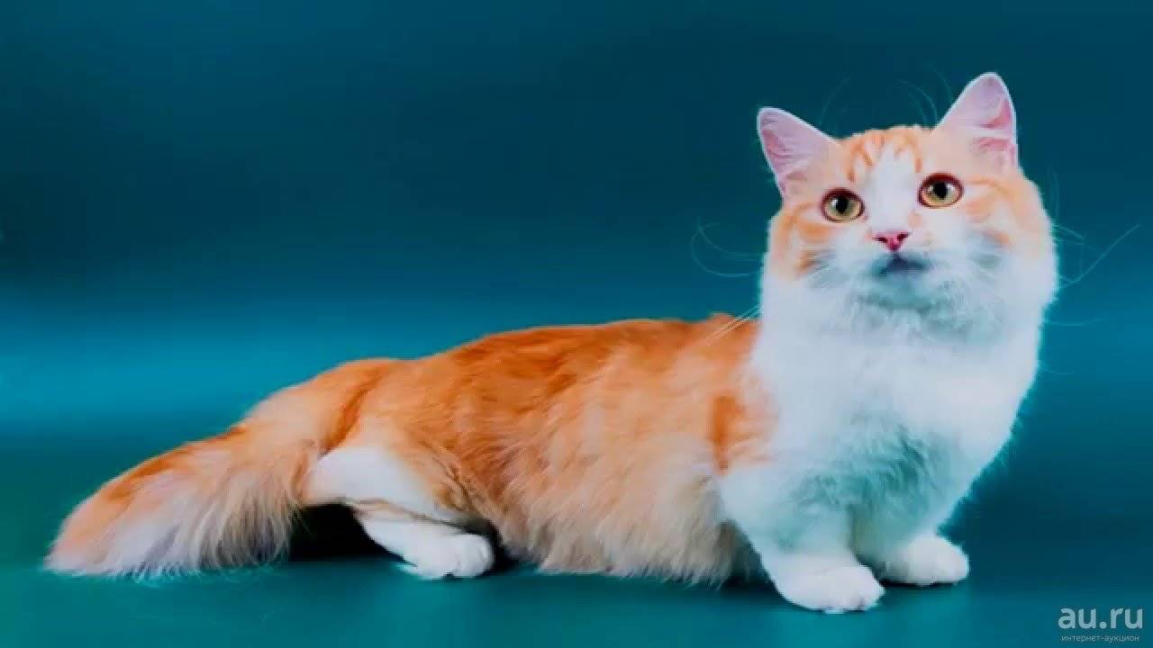 Кошка с короткими лапами манчкин, описание, характеристики, фото
